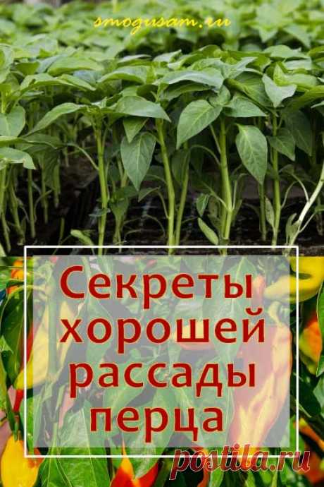 Как вырастить хорошую рассаду болгарского перца в домашних условиях. Выращивание урожайной рассады. Крепкая рассада перца.