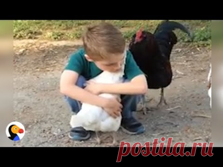 Chicken Hugs Boy After Recognizing Him with New Haircut | The Dodo