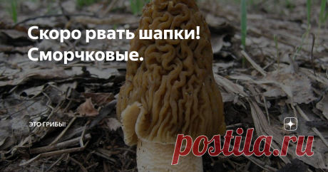 Скоро рвать шапки! Сморчковые. Весна оптимиста - полная корзина сморчков. Весна пессимиста - мешок строчкового крошева. Весна реалиста - сморчковая шапочка в липовой роще...