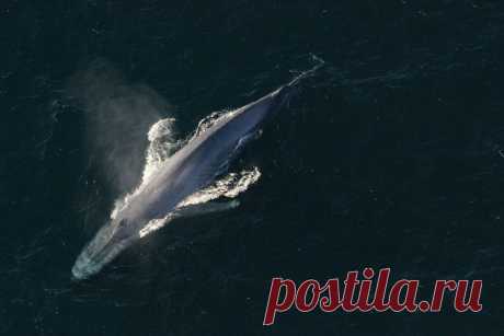 Самые редкие морские млекопитающие — National Geographic Россия