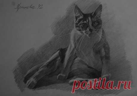 Кошки в графике) by Анастасия — Vatikam