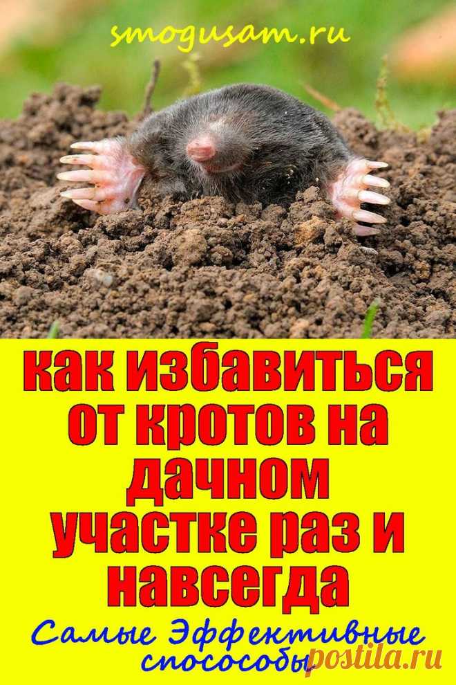 📌Как избавиться от кротов на дачном участке раз и навсегда: самые эфф ...