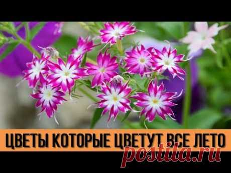 ДАЧА для ЛЕНИВЫХ Цветы которые будут радовать вас цветением ВСЁ ЛЕТО Цветоводам на заметку - YouTube