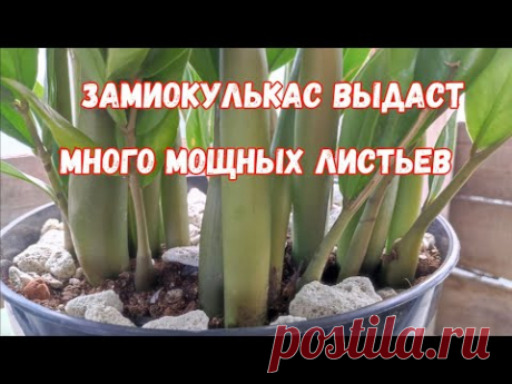 ВОЛШЕБНЫЙ ЭЛИКСИР для ЗАМИОКУЛЬКАСА и даже дохлый цветок выдаст МОЩНЫЕ ЗДОРОВЫЕ ЛИСТЬЯ!