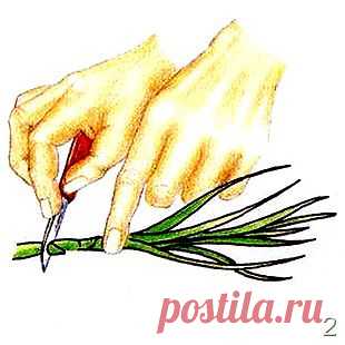 Размножение многолетних цветов: посев, деление, черенкование.