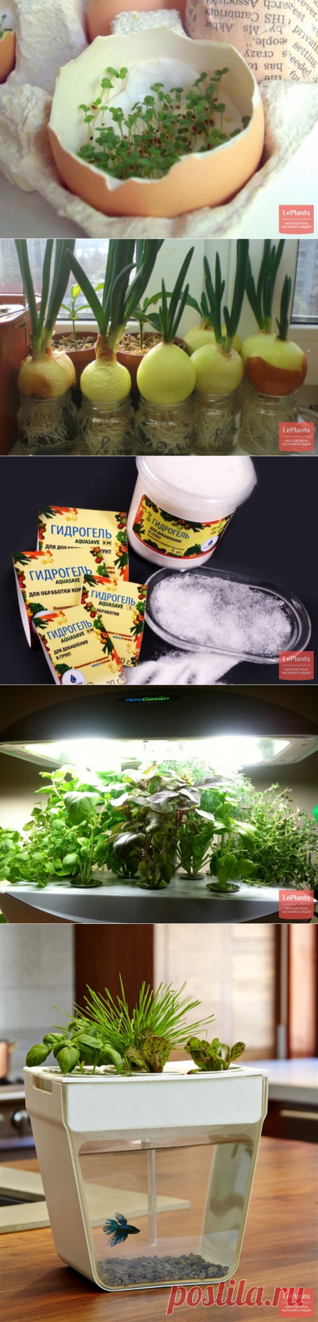 Пряные травы на подоконнике кухни - &quot;Уход&quot; :: читать на сайте LePlants.ru