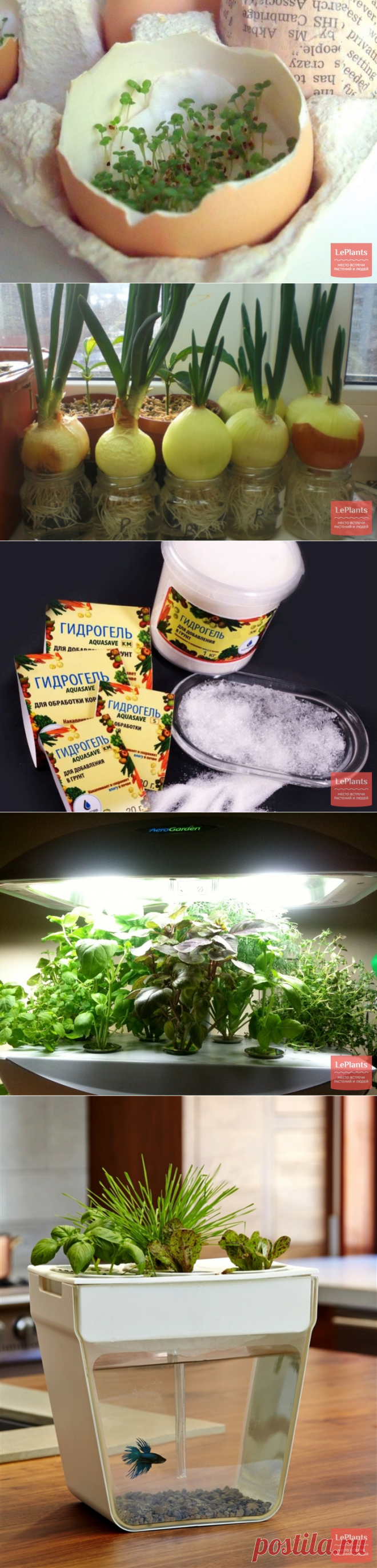 Пряные травы на подоконнике кухни - "Уход" :: читать на сайте LePlants.ru