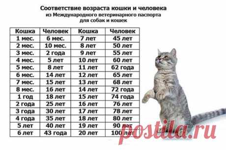 ​Как соотносится возраст кошки и человека — Полезные советы