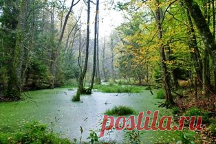 Лесные болота-- ценная часть в структуре леса | Лес