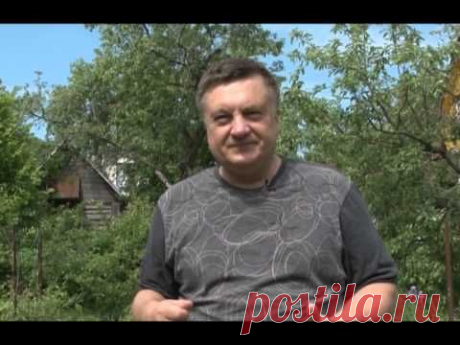 Жимолость и как сделать хороший зелёный забор. Ваши 6 соток. Выпуск 2 - YouTube