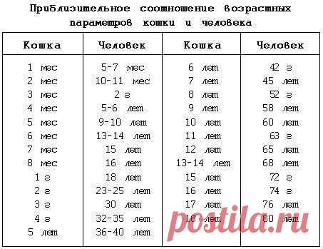 Как определить возраст кошки?