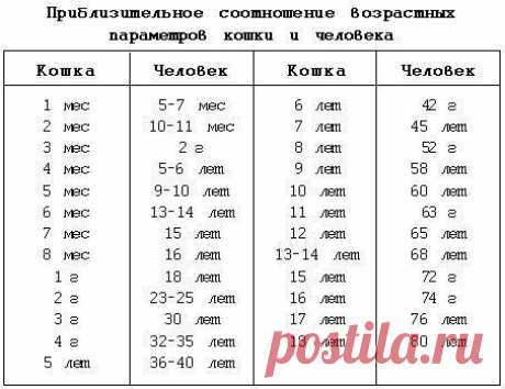 Как определить возраст кошки?