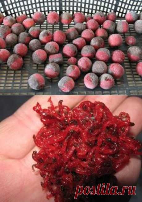 Приманки для ловли рыбы