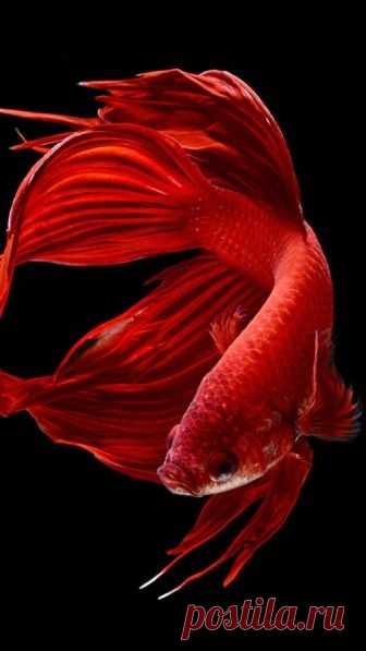 Betta Fish iPhone Wallpaper - WallpaperSafari