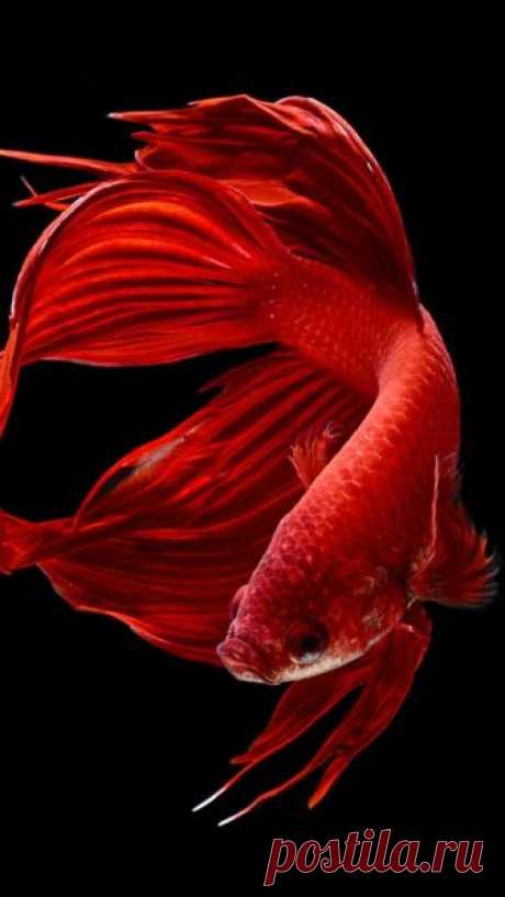 Betta Fish iPhone Wallpaper - WallpaperSafari