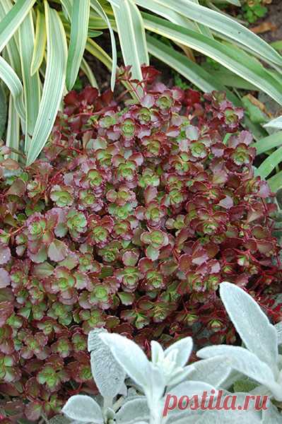 Sedum 'Chocolate Blob' 6