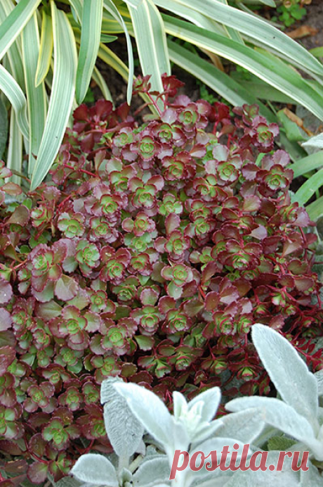 Sedum 'Chocolate Blob' 6" Pot - Hello Hello Plants & Garden Supplies Sedum spurium 'Chocolate Blob' Chocolate Blob is a versatile and low maintenance solution, great for filling small spaces. It displays rich red-brown tinted foliage that is ornamental in itself but also studded with dark pink flowers in autumn. Great effects can be achieved where it can spill between rock crevices, over walls or other edges. Forms a cushion-like mound for a highly textural ground cover  C...