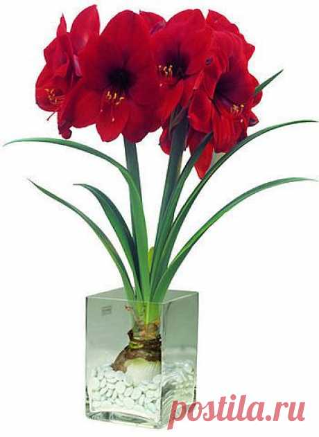 Амариллис цветок, амариллис уход в домашних условиях, амариллис выращивание