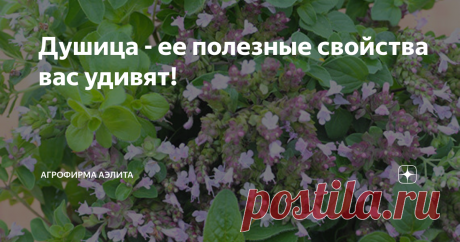 Душица - ее полезные свойства вас удивят! Душица обыкновенная.
Другие названия: материнка, ладанка, душница, кара гыных, звирак, тавшава, орегано, мята лесная, духовой цвет.
Душица обыкновенная распространена в Европе и Средиземноморье. В России растет повсеместно: на полянах, опушках, среди кустарников, по склонам холмов. В некоторых странах душицу культивируют.
Биологические особенности.