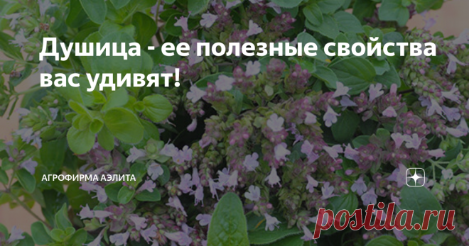 Душица - ее полезные свойства вас удивят! Душица обыкновенная.
Другие названия: материнка, ладанка, душница, кара гыных, звирак, тавшава, орегано, мята лесная, духовой цвет.
Душица обыкновенная распространена в Европе и Средиземноморье. В России растет повсеместно: на полянах, опушках, среди кустарников, по склонам холмов. В некоторых странах душицу культивируют.
Биологические особенности.