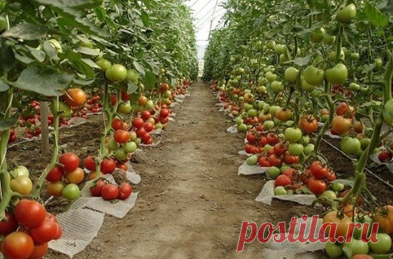 Секреты томатного изобилия
1. Семена перед посевом в марте, прогреваем на батарее.
2. Высаживаем в большие пластмассовые стаканы и накрываем пищевой пленкой. До появления всходов держим в тепле.
3. После появления всходов, выставляем семена в светлое помещение, где средняя температура воздуха составляет от 14 до 16 градусов по Цельсию.
4. Грунт для выращивания рассады берем со своего участка, предварительно добавив в нее золу.
5. До высадки в грунт рассаду несколько раз оп...