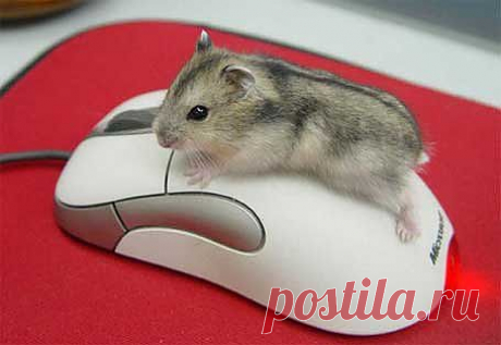 Маленькие тайны компьютерной мыши.