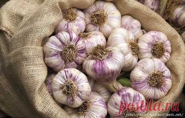 Чесночная шелуха продлевает молодость кожи!