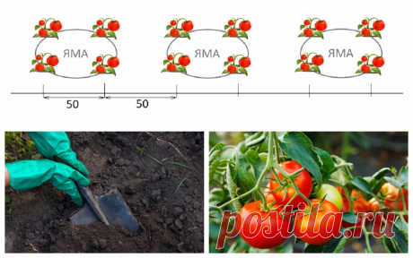Секретный способ посадки и полива помидоров – урожай гарантирован! | На грядке (Огород.ru)