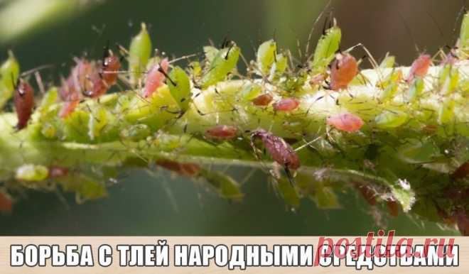 12 НАРОДНЫХ МЕТОДА БОРЬБЫ С ТЛЕЙ Тля питается соком преимущественно молодых листьев и ветвей, поскольку проткнуть своим хоботком жесткую листовую пластину она не способна. Если мы будем обрабатывать молодые растения агрессивными химическими средствами, то рискуем повредить нежные побеги...