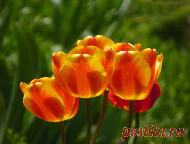 🌺🌼🍀🌈🌷 Снова май цветущий и яркий На смену апрелю пришел. И по-летнему стало жарко, На улице так хорошо. И небо волшебная сказка, И радуга над головой. Повсюду зеленая краска - Лужайки покрылись травой. И первые чудо-цветочки, Как лампочки, ярко горят. Уже распустились листочки - Деревья сменили наряд. Это май цветущий и яркий Апрелю на смену пришел. И по-летнему стало жарко, На улице так хорошо! Надежда Суркова