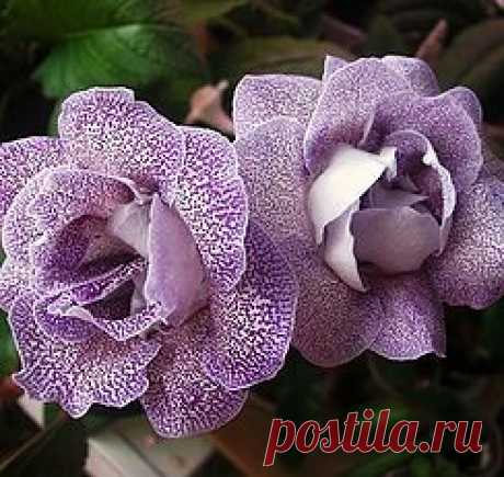Глоксинии махровые-прекрасное рядом | 3