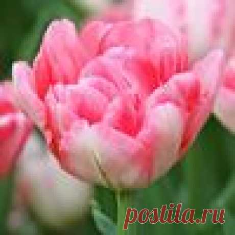 15 рецептов салатов из кабачков на зиму / кабачки / 7dach.ru