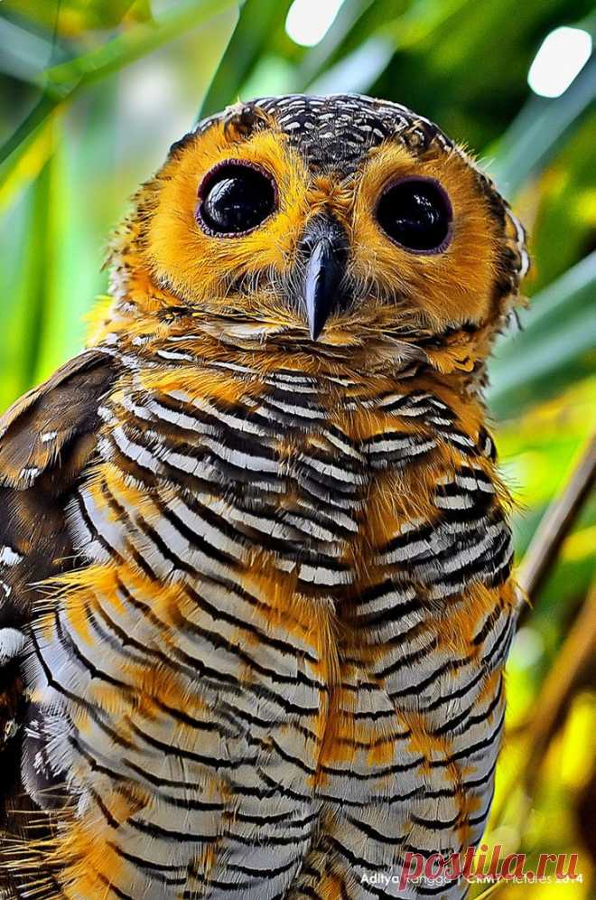 Spotted Wood Owl - ©Aditya Rangga (via 500px)  |  Pinterest: инструмент для поиска и хранения интересных идей