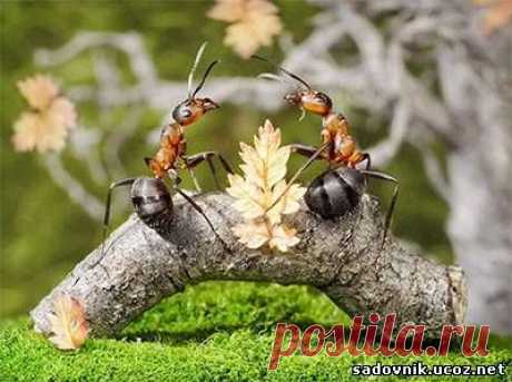 От муравьёв на участке и в доме | Домохозяйки