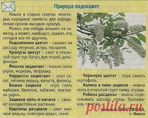 Природные подсказки.
 
- Появились серёжки на клёнах — можно сеять свеклу.
- Зацвела осина — сеем морковь.
- В момент распускания берёзовых листьев и цветения черёмухи можно сажать картофель.
- «Сев в полнолуние — червям снедь», — так говорили мудрые предки, и так теперь утверждает Лунный календарь.
- Всё, что растёт вверх, сажается при растущей Луне, а растущее вниз — при убывающей.
- Растения с круглыми плодами лучше сажать ближе к полнолунию.
- В полдень с 12 до 14 часо...