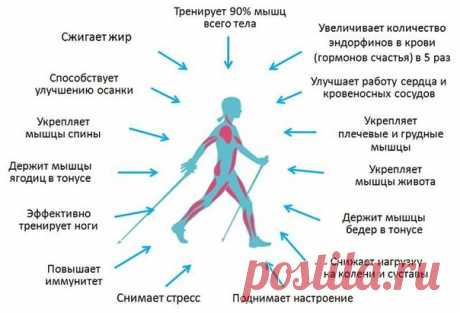 СКАНДИНАВСКАЯ ХОДЬБА.

Скандинавская ходьба прекрасно подходит для людей, которые ведут здоровый образ жизни.

Этот вид ходьбы придумал знаменитый лыжник Юхе Мието. Почти сто лет назад он показал скандинавскую ходьбу в Финляндии. Когда спортсмен тренировал лыжников, он дал им задание поддерживать форму в течении года путем тренировок с палками без лыж.
Показать полностью…