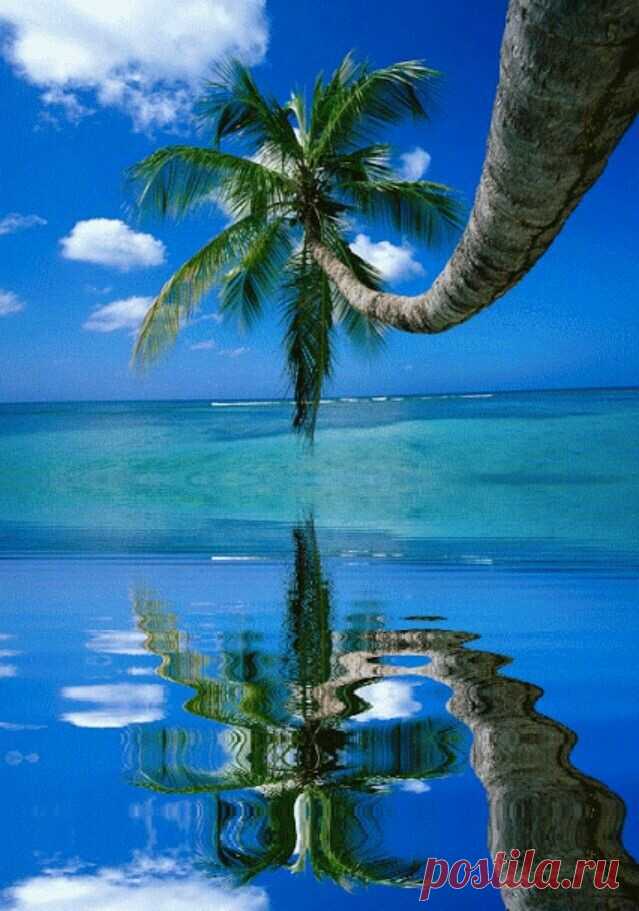 Живое море на телефон. Пальма. Природа пальмы. Море пальмы. Тропический остров.