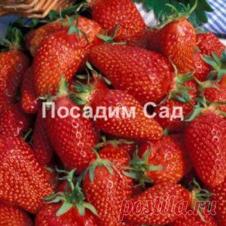 Земляника садовая Гаригуэтта