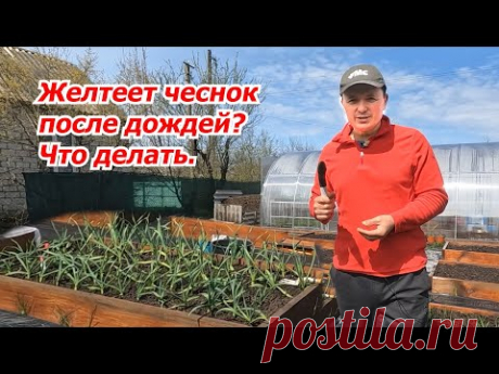 Почему желтеет чеснок даже после подкормки и что с этим делать.