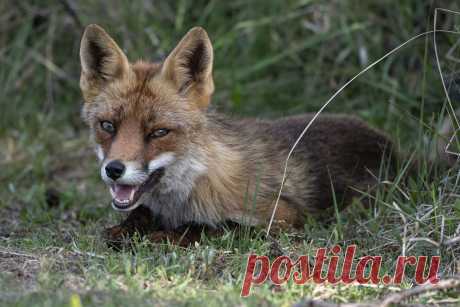 Red Fox Vos, Gewone vos of Rode vos (Vulpes vulpes)  Amsterdamse Waterleidingduinen, The Netherlands