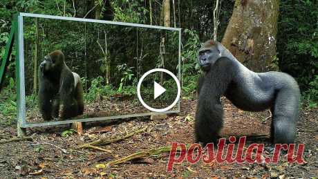 Animals in Mirrors Hilarious Reactions