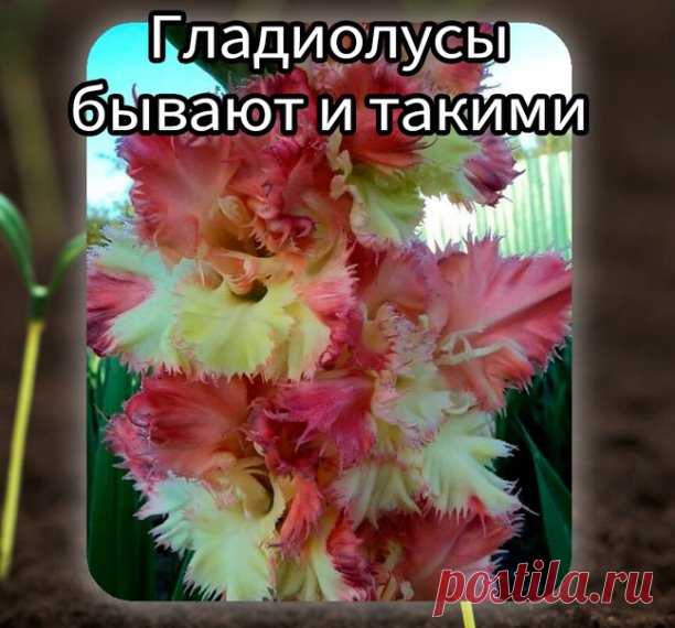 Гладиолус Внучкины реснички