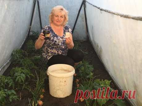 СТОП - УДОБРЯТЬ !!! Удобряй правильно !!! Дрожжи.