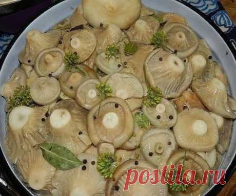 8 ВКУСНЫХ РЕЦЕПТОВ ЗАСОЛКИ ГРУЗДЕЙ! 1. Грузди, соленые на зиму. простой рецепт без добавления специй. Для того чтобы приготовить грузди по этому старому и простому рецепту, нужно взять: Соль крупная - 250 грамм; Грузди - 5 килограмм вымоченных грибов; Собранные вами грузди нужно сначала хорошо почистить, убрать все места, которые вам кажутся подозрительными. Червивые участки нужно срезать, а также не оставлять те места, в которые есть проколы от хвои. После нужно отрезать у каждого гриба и немно