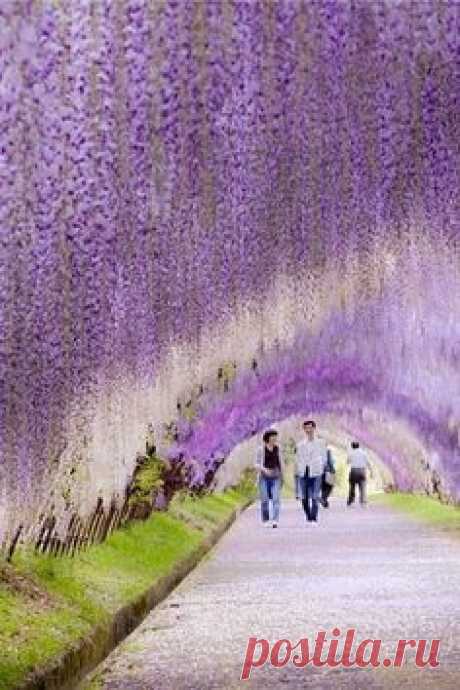 Цветочные аллеи Японии - Путешествуем вместе