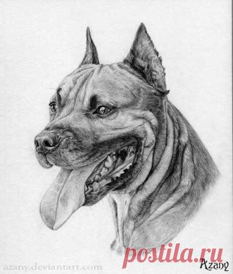 Рисуем очень суровую собаку простым карандашом Рисуем очень суровую собаку простым карандашомРисуем очень суровую&nbsp;собаку простым карандашом,чтобы совершенствоваться в передаче красоты&nbsp;даже внутри всего одного цвета.