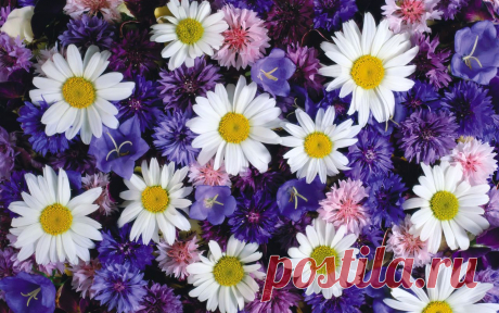 обои на рабочий стол 1920х1080 hd цветы: 31 тыс изображений найдено в Яндекс.Картинках