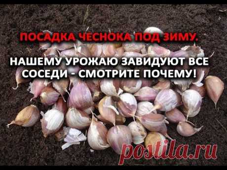 Посадка чеснока под зиму. Нашему урожаю завидуют все соседи - смотрите почему!