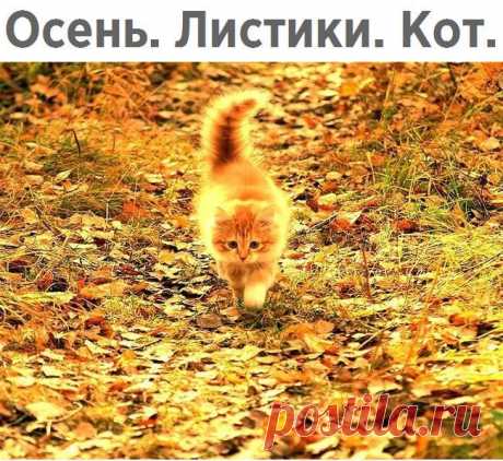 Без комментария