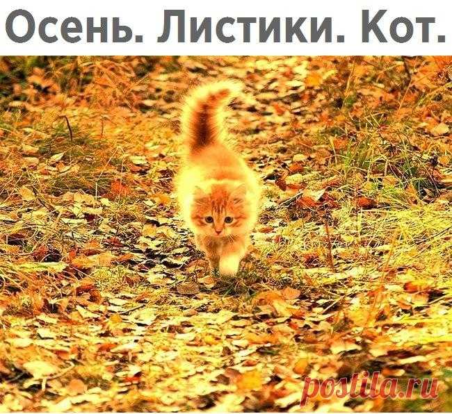 Без комментария